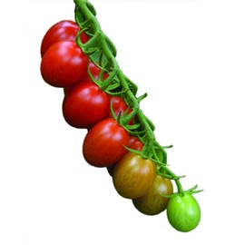 Park Seed Sugar Rush Hybrid Tomato Seeds