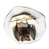 REALBUG Desk Decoration-Hanging Bat, Small Clear