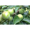 [Yuno Koume] Plum Meat Extract, 3.2 oz (90 g), Additive-free,