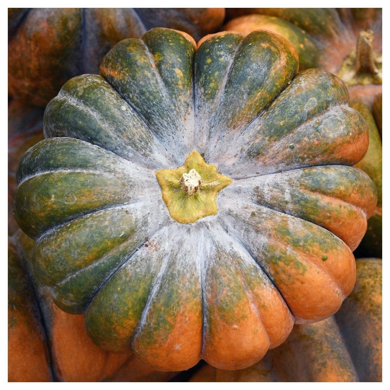 Everwilde Farms - 1 Oz Musquee de Provence Pumpkin Seeds