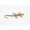 Unbranded Desert Iguana, Lizard, Toy, Realistic, Figurine, Model 5" F6101