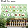 MAYJAM Tea Tree 20 Pcs Pure Essential Oil Gift Set,