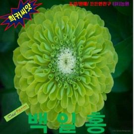 Zinnia Lime Green Seeds 10 Rare, 1 Piece / 백일홍 라임그린 씨앗 10립 희귀, 1개