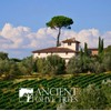 ANCIENT OLIVE TREES - Dirty Martini Juice with Balsamic Vinegar