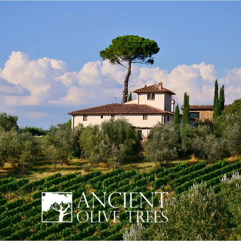 ANCIENT OLIVE TREES - Dirty Martini Juice with Balsamic Vinegar