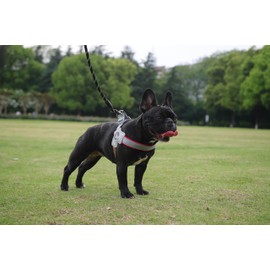 Dog Harness and Leash Set for large dogs,adjustable,with soft pads anti-friction, strong wear-resistant easy to clean, anti-pull anti-escape dog, very easy to wear (L)