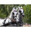 Amesbichler Reitsport FWF Double-ring bridle Driving bit Stainless steel