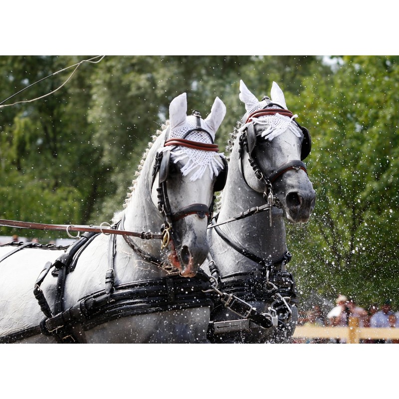 Amesbichler Reitsport FWF Double-ring bridle Driving bit Stainless steel