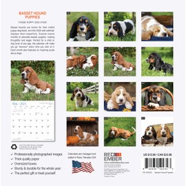 RED EMBER Basset Hound Puppies 2025 Wall Calendar 12 Month | 12" x 24" Open | Thick & Sturdy Paper | Giftable | Calendar 2025
