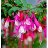 100 Pcs Fuchsia Flower Seeds Perennial Home Plant Bonsai