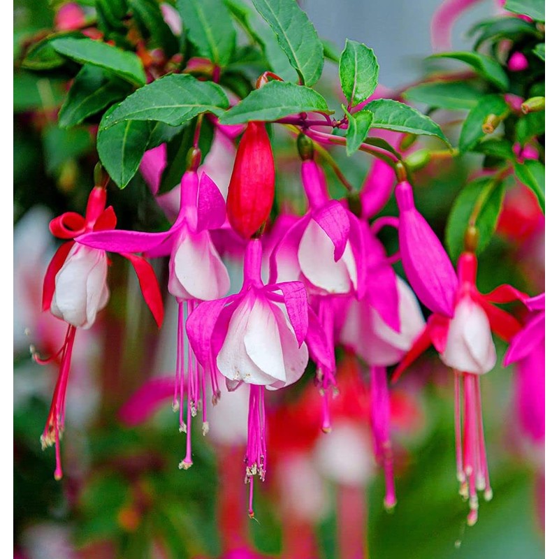 100 Pcs Fuchsia Flower Seeds Perennial Home Plant Bonsai