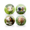 4 x Round Guinea Pig Coasters - Animals Rodent Pets