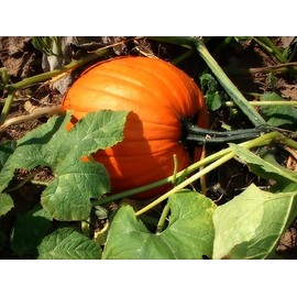 Sugar Pie Pumpkin Seeds for Planting, 20+ Heirloom Seeds Per Packet, (Isla's Garden Seeds), Non GMO Seeds, Non GMO Seeds, Botanical Name: Cucurbita Pepo, This Variety is for Making Pumpkin Pie!
