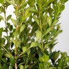Japanese Boxwood (2.5 Gallon) Low-Maintenance Evergreen Hedge Shrub - Full