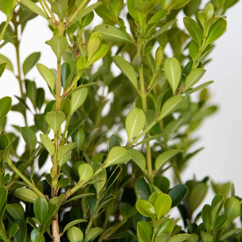Japanese Boxwood (2.5 Gallon) Low-Maintenance Evergreen Hedge Shrub - Full