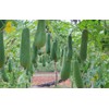 CEMEHA SEEDS - Dishrag Gourd Smooth Luffa Sponge Rag Non