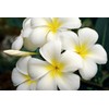 White Hawaiian Plumeria Frangipani 2 Cuttings LL45