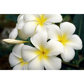 White Hawaiian Plumeria Frangipani 2 Cuttings LL45