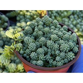 Sedum Dasyphyllum Major 4" | Rooted Succulent | Live Houseplant