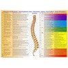 Healing through the spine (DIN A3)