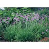 Society Garlic - 20 Live Plants - Tulbaghia Violacea -
