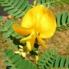 SeedRanch Aeschynomene Deer Vetch Food Plot Seeds - 5 Lbs.