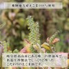 Hida Esoma-Drops, 90 Capsules (6)