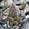 Adromischus marianae f. herrei Cacti Cactus Succulent Real Live Plant