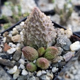 Adromischus marianae f. herrei Cacti Cactus Succulent Real Live Plant