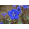 TheGardeningWorld California Bluebell Desert Canterbury Flower Seeds Phacelia (500 to