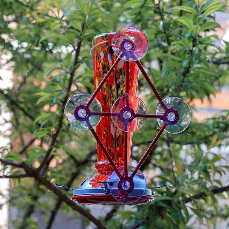 Window Hummingbird Feeder with 5 Strong Suction Cup 16 Ounces