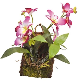 Lucky Reptile IF-18 Hanging Orchid, Purple