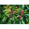 US Organic 100% Pure Clove Stem Essential Oil - USDA