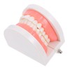 KICHOUSE Standard Size Dentals Model Tooth and Visible for Teaching and Learning Health