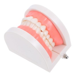 KICHOUSE Standard Size Dentals Model Tooth and Visible for Teaching and Learning Health