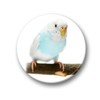 Merchandise for Fans Budgies Budgies Yellow / Blue / Green