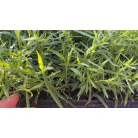 Carolina Lavender Herb French Tarragon Live Plant, Healthy Starter Ready to Plant - 1 plant