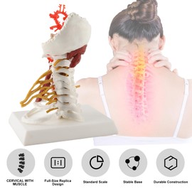Human Cervical Spine Model, Anatomical Cervical Vertebra Model, Scientific Anatomy Teaching Materials for Medical Training Materials