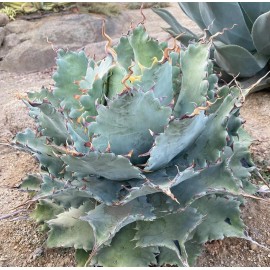 Crazy H Cactus Agave potatorum "Spawn" Starter Plants! FINALLY AVAILABLE!! 3"-5" Wide! NICE!