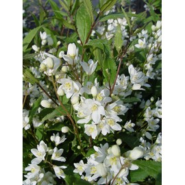 Deutzia gracilis 'Nikko' (Nikko Deutzia) Shrub, white flowers, #2 - Size Container