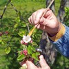 Angoily Chalk Pollination Tool Set, 8Pcs Garden Tool Set for