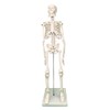 PHYSIQUE Mini Human Skeleton Model - Human Body Skeleton, Perfect