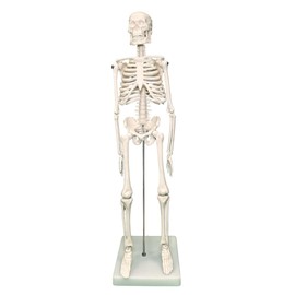 PHYSIQUE Mini Human Skeleton Model - Human Body Skeleton, Perfect for Anatomy Classes, Realistic and Flexible, 42cm Tall
