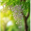 Melia Azedarach (China Berry, Bead Tree) Tree Seeds, Attractive Foliage,