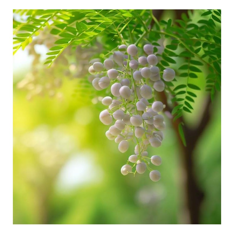 Melia Azedarach (China Berry, Bead Tree) Tree Seeds, Attractive Foliage,