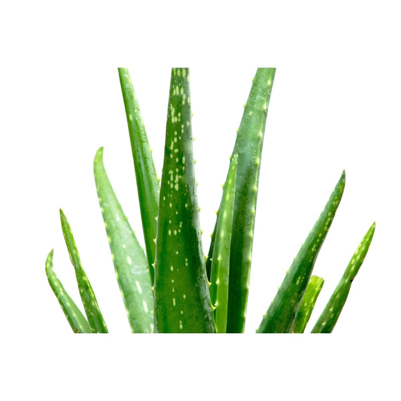 ALOEMI Lotion, 5.1 fl oz (150 ml)