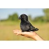 TAMMYFLYFLY Lifelike Crow Bird Plush Stuffed Animal Toy Yellow Bird