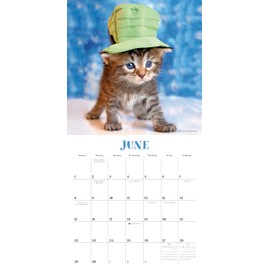 Cats in Hats 2025 Mini Calendar, 7" x 7"