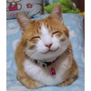Tickle Your Fancy Best Organic Catnip Special Mix 2 oz