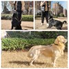 Correa de Cuero para Perros de 1,8 M X 1,9